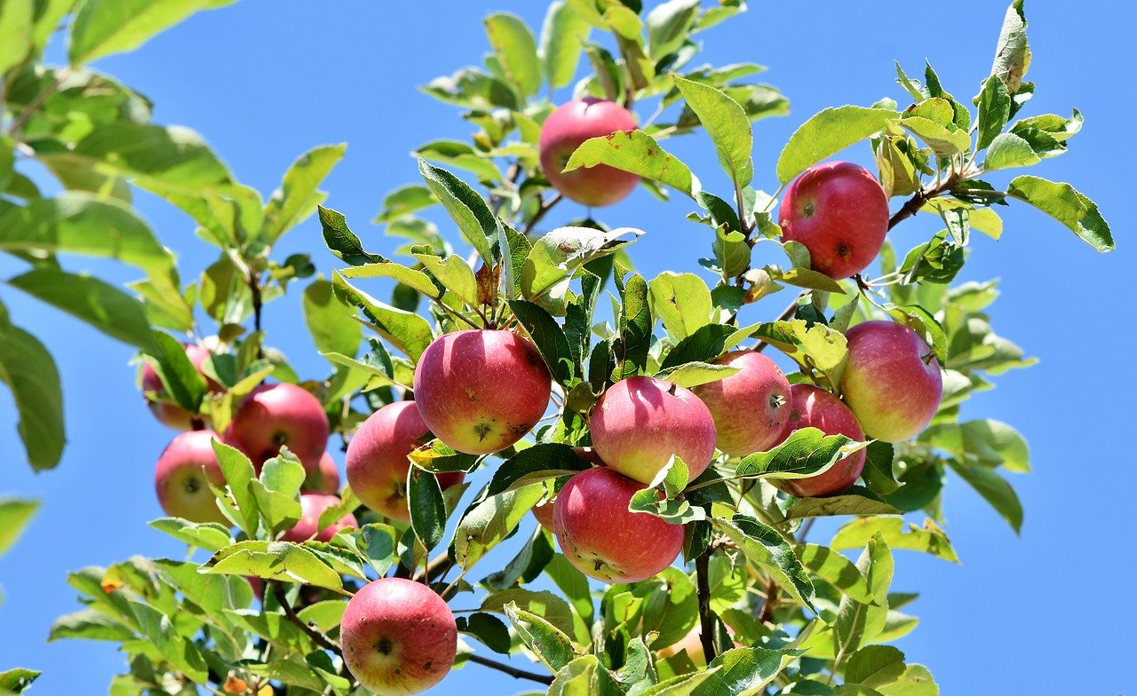 Demokrati Natur tøj Plantning af æbletræ - Her en nem og enkel metode