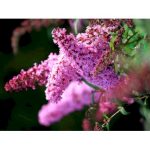 Sommerfuglebusk 'Pink Delight'
