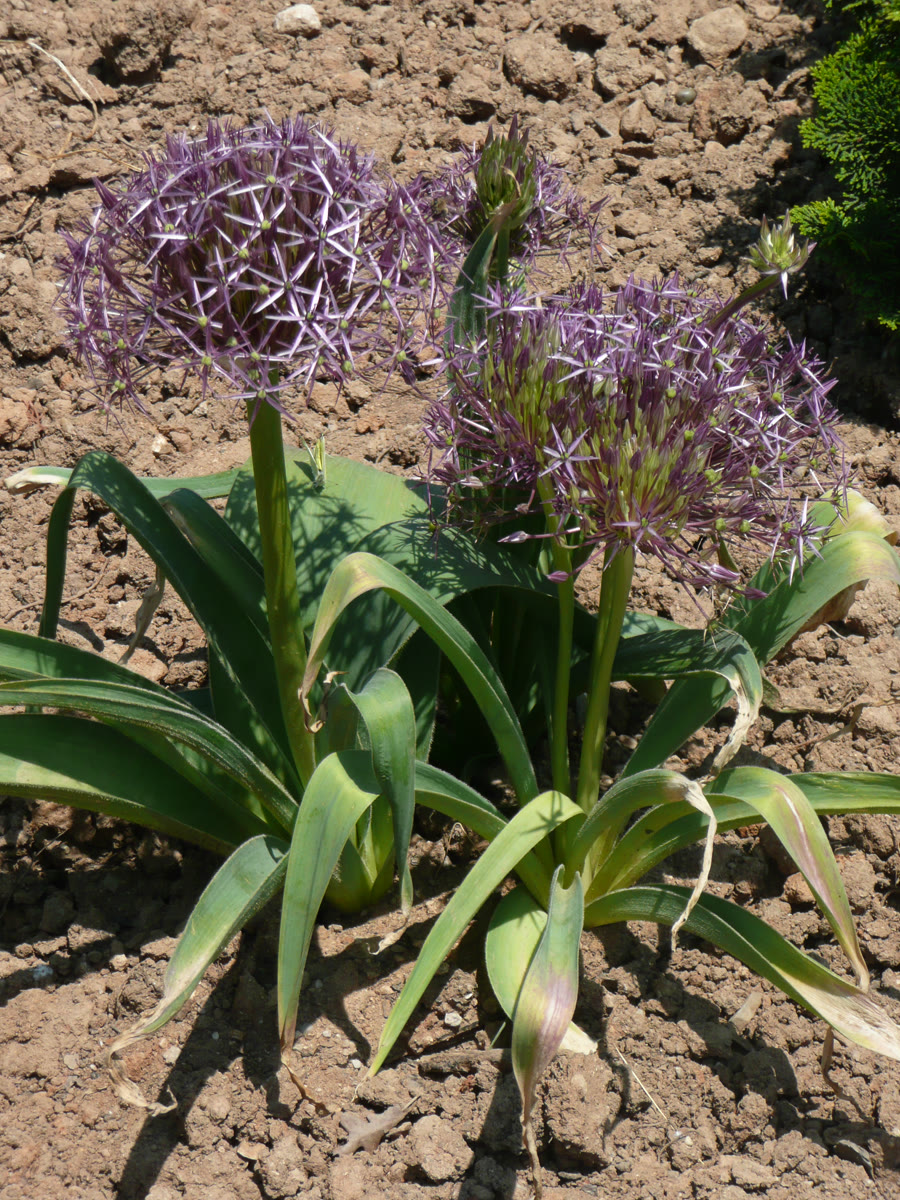 Stjerneløg i blomst med blade, der gulner fra spidsen