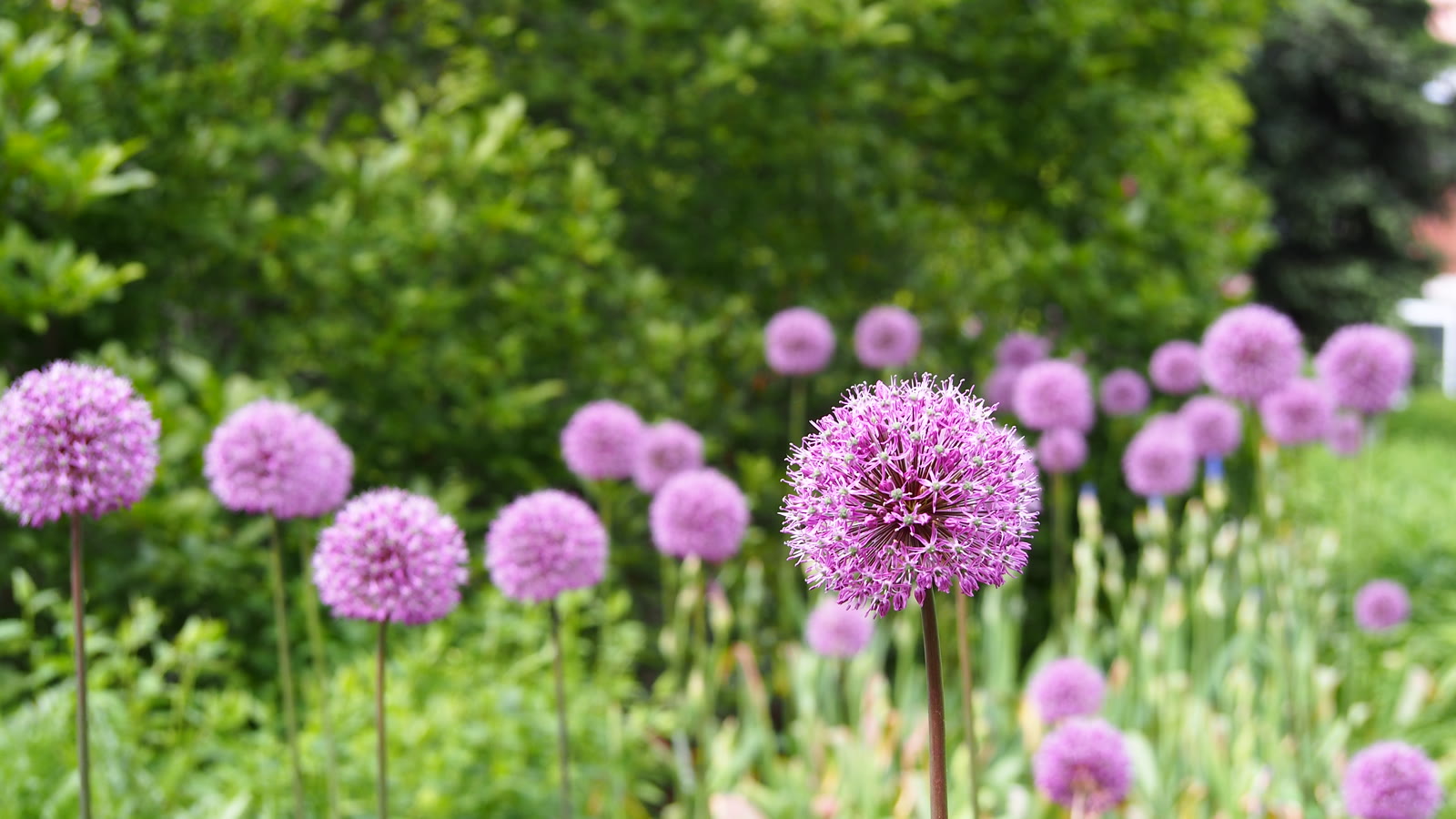 Violette kugler af prydløg 'Purple Sensation' i et havebed