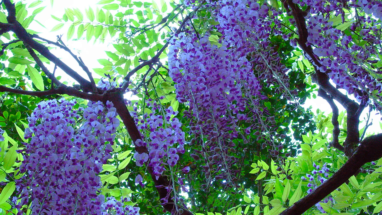Lange violette klaser af japansk blåregn mellem friske grønne fjerbladede blade