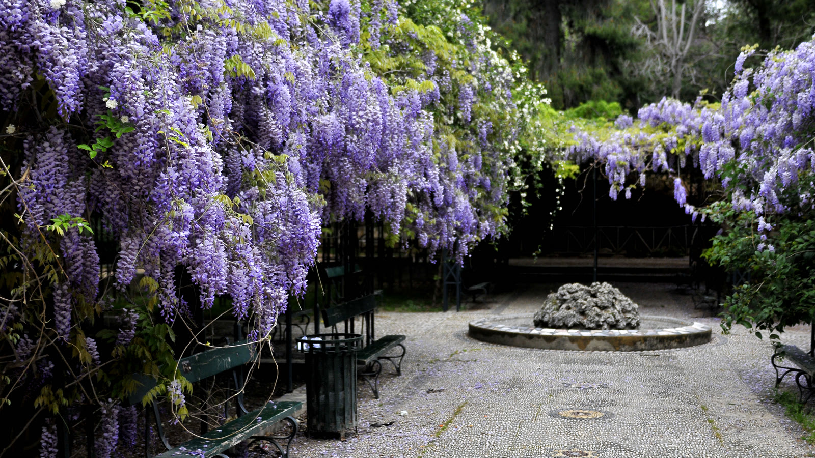 Blåregn med lange lilla blomsterklaser hænger ned over bænke på en havegang