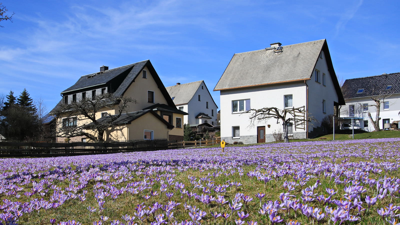 Tæppe af lilla krokus i blomst i græsset foran nogle huse