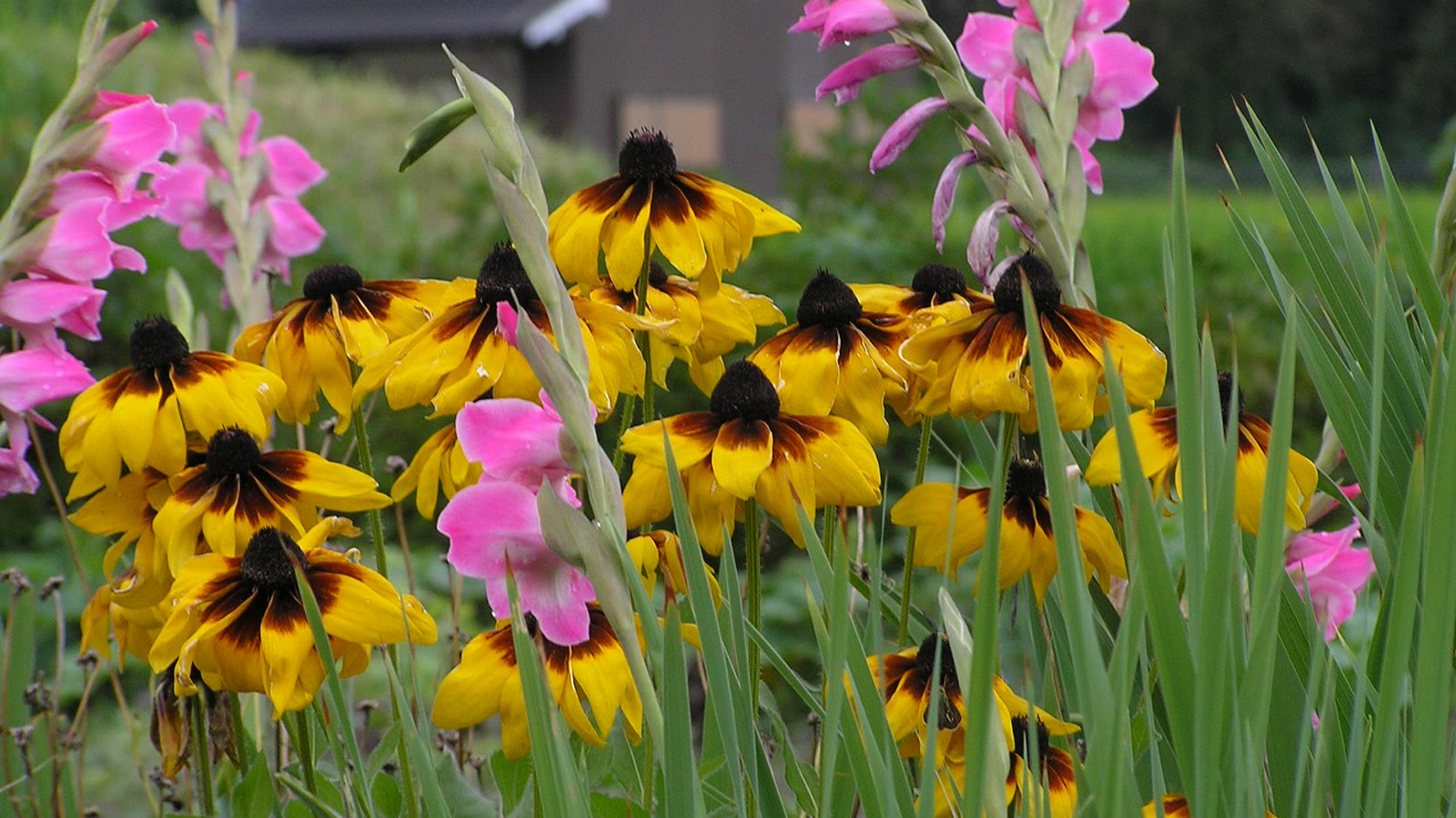 Lyserøde gladiolus med sværdformede blade i et bed mellem gule rudbeckia