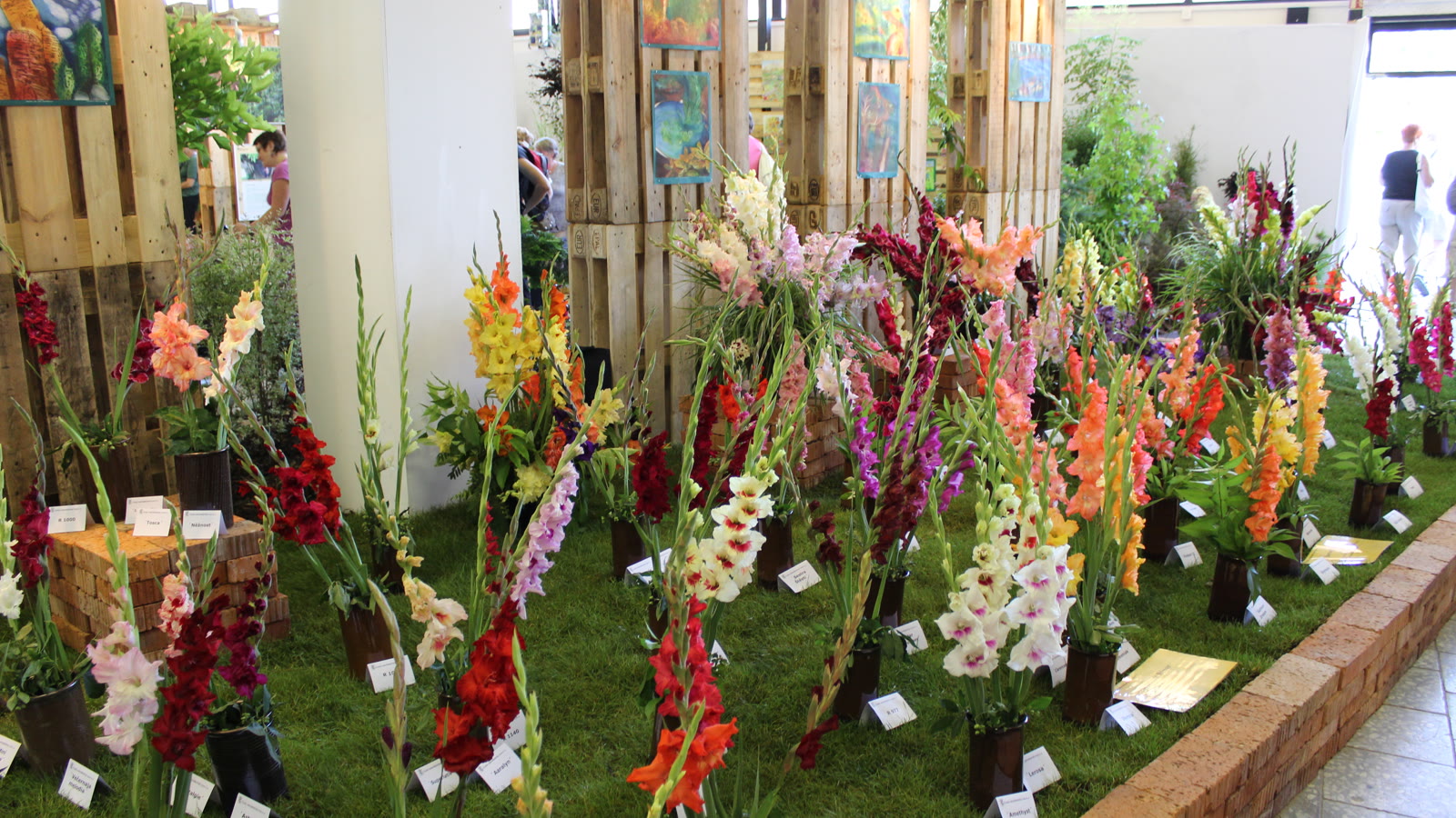 Gladiolus i mange farver udstillet i potter på en havemesse