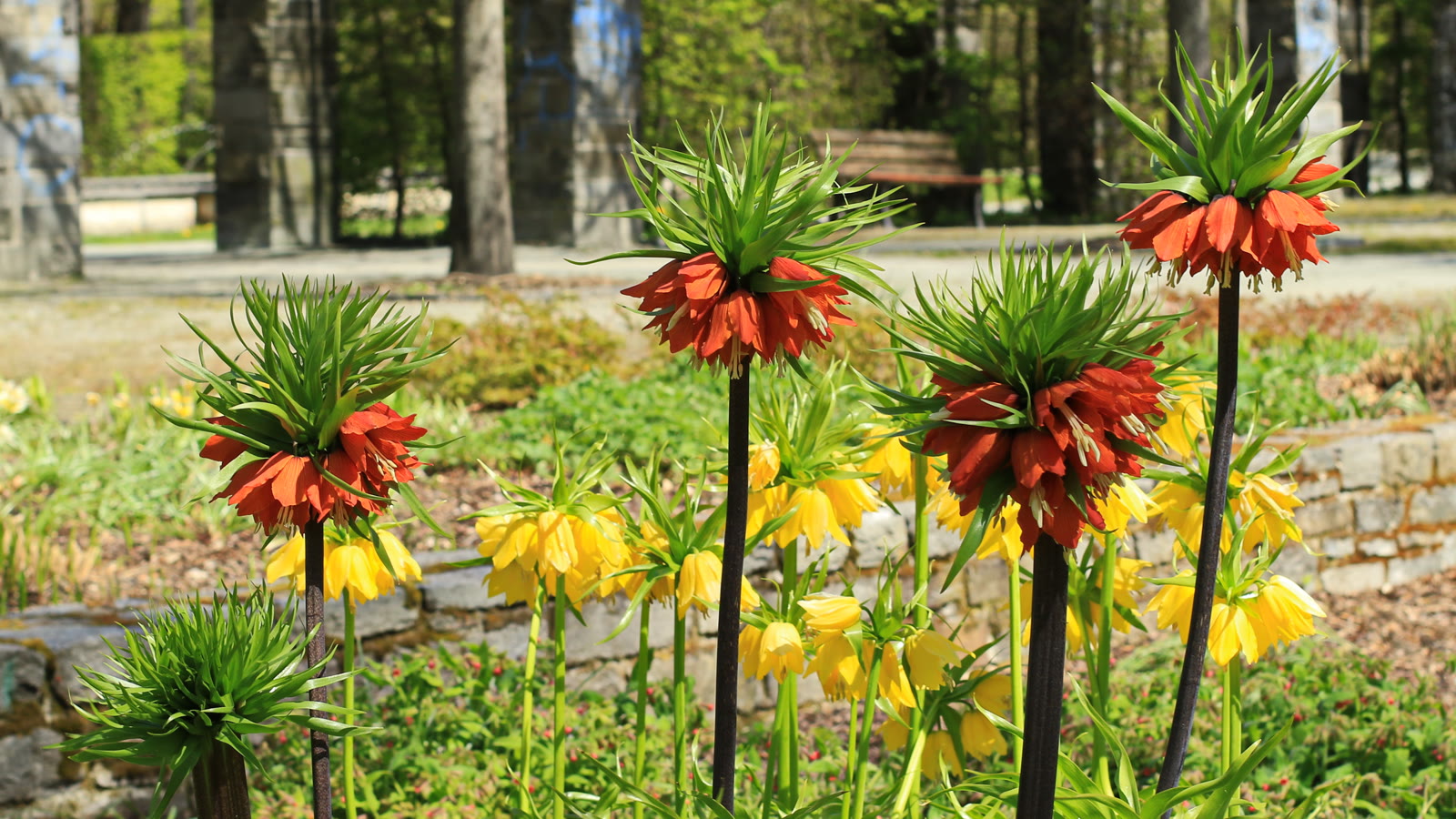Røde og gule kejserkroner i blomst i et parkbed