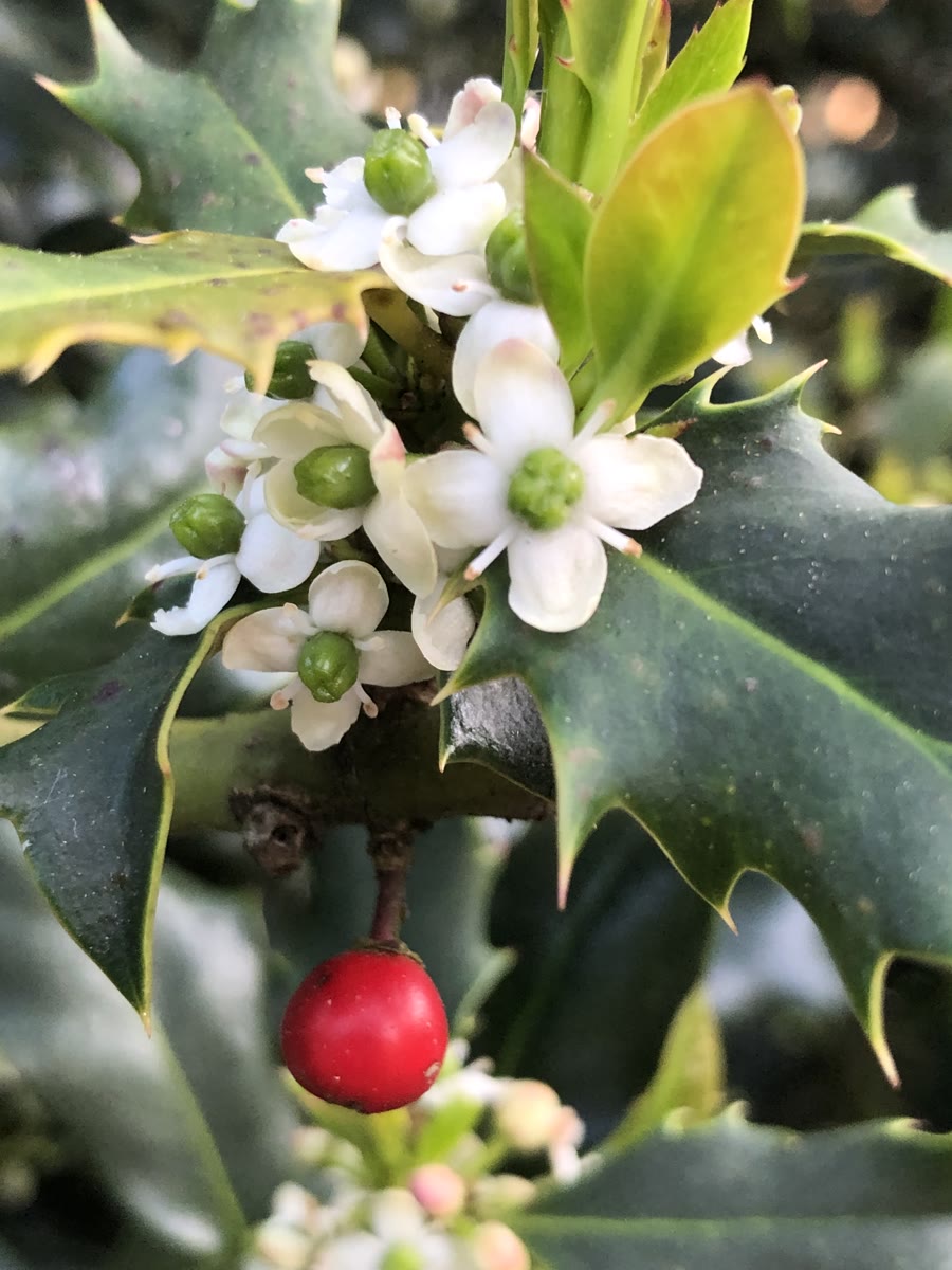 Hvide hunblomster på kristtorn med grøn kugle i midten og et rødt bær nedenunder