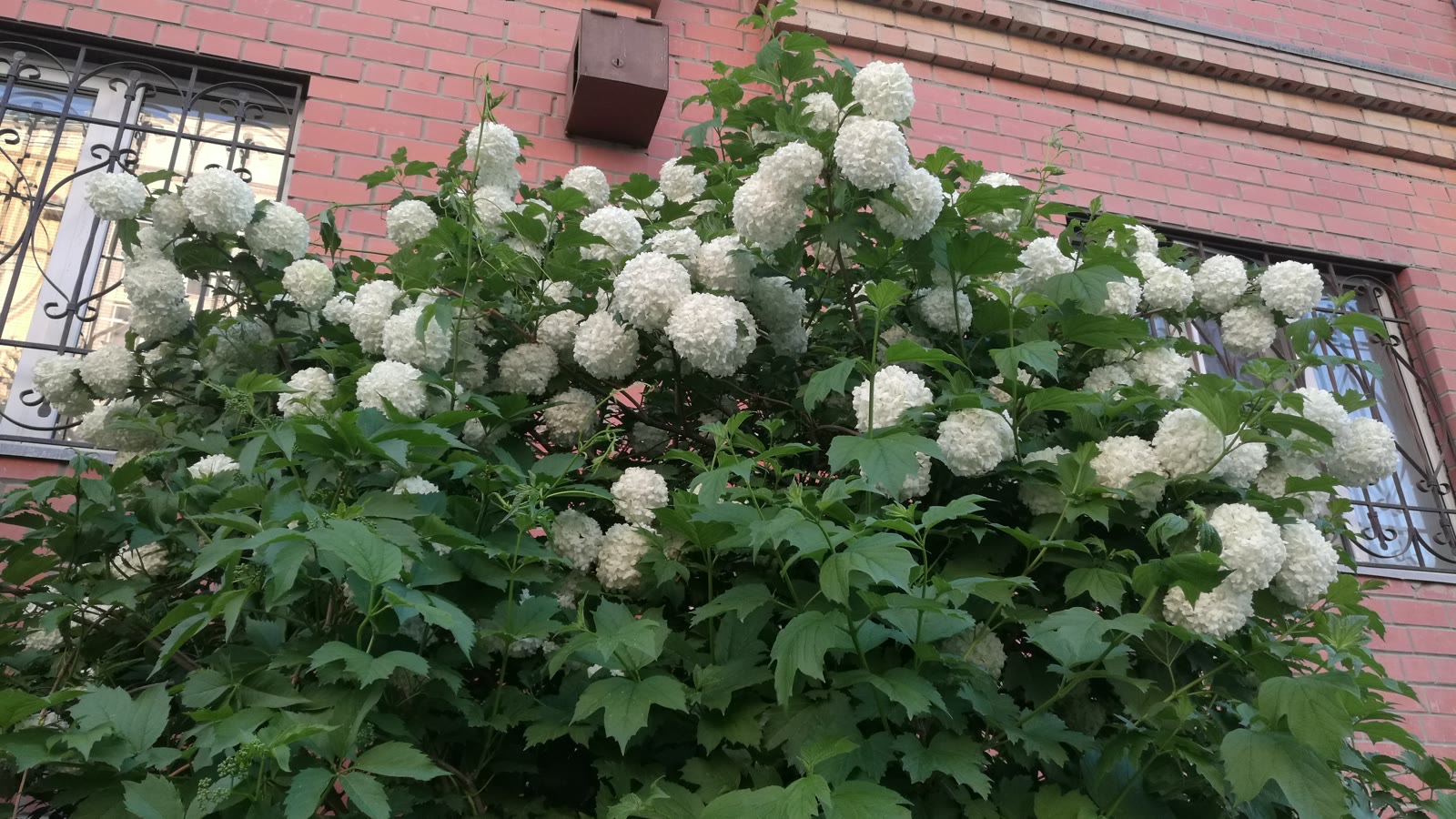 Stor snebollebusk fuld af hvide, kugleformede blomsterstande foran en husmur