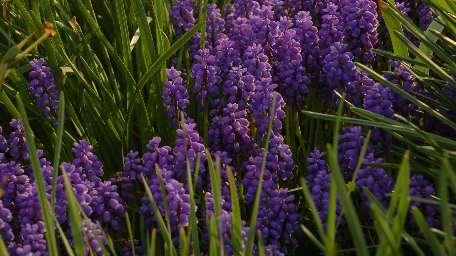 Tæt tæppe af violetblå perlehyacinter mellem lange smalle blade