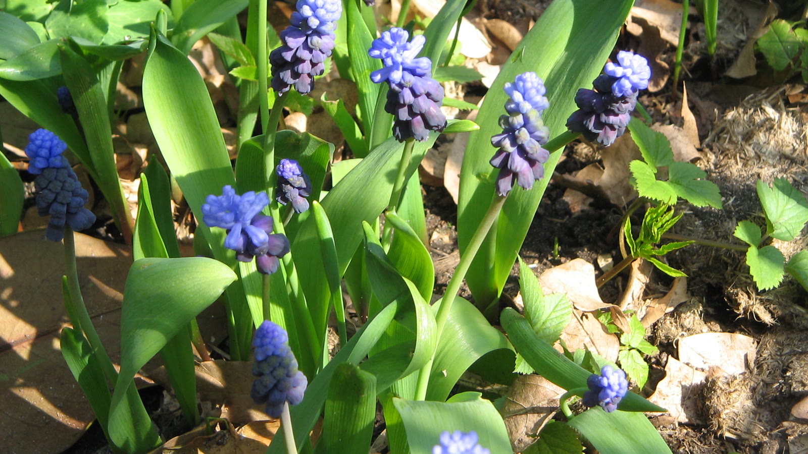 Bred perlehyacint med mørk violet bund og lyseblå top og ét bredt blad pr. løg