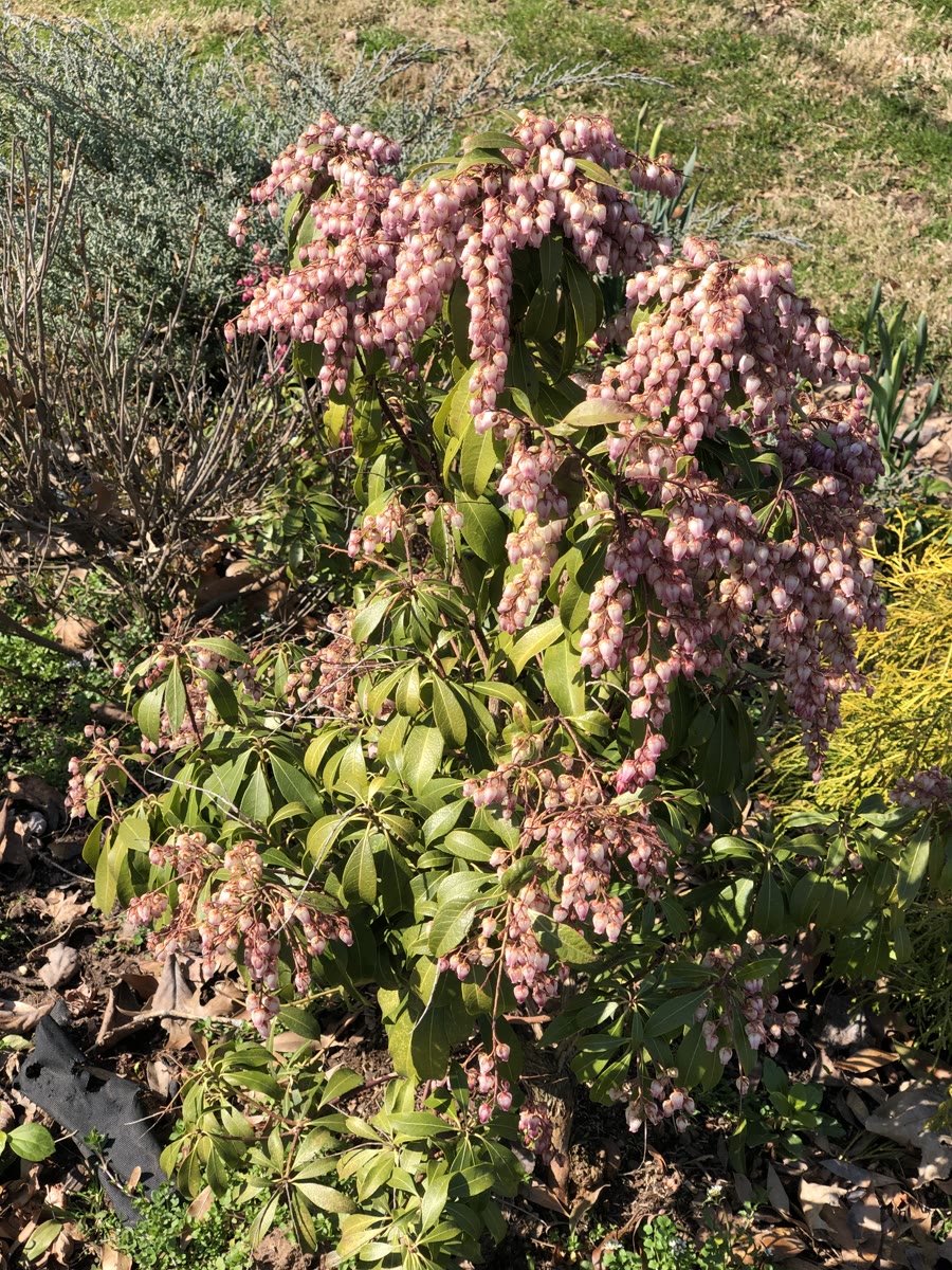 Pieris 'Katsura' med hængende klaser af lyserøde klokkeblomster i marts