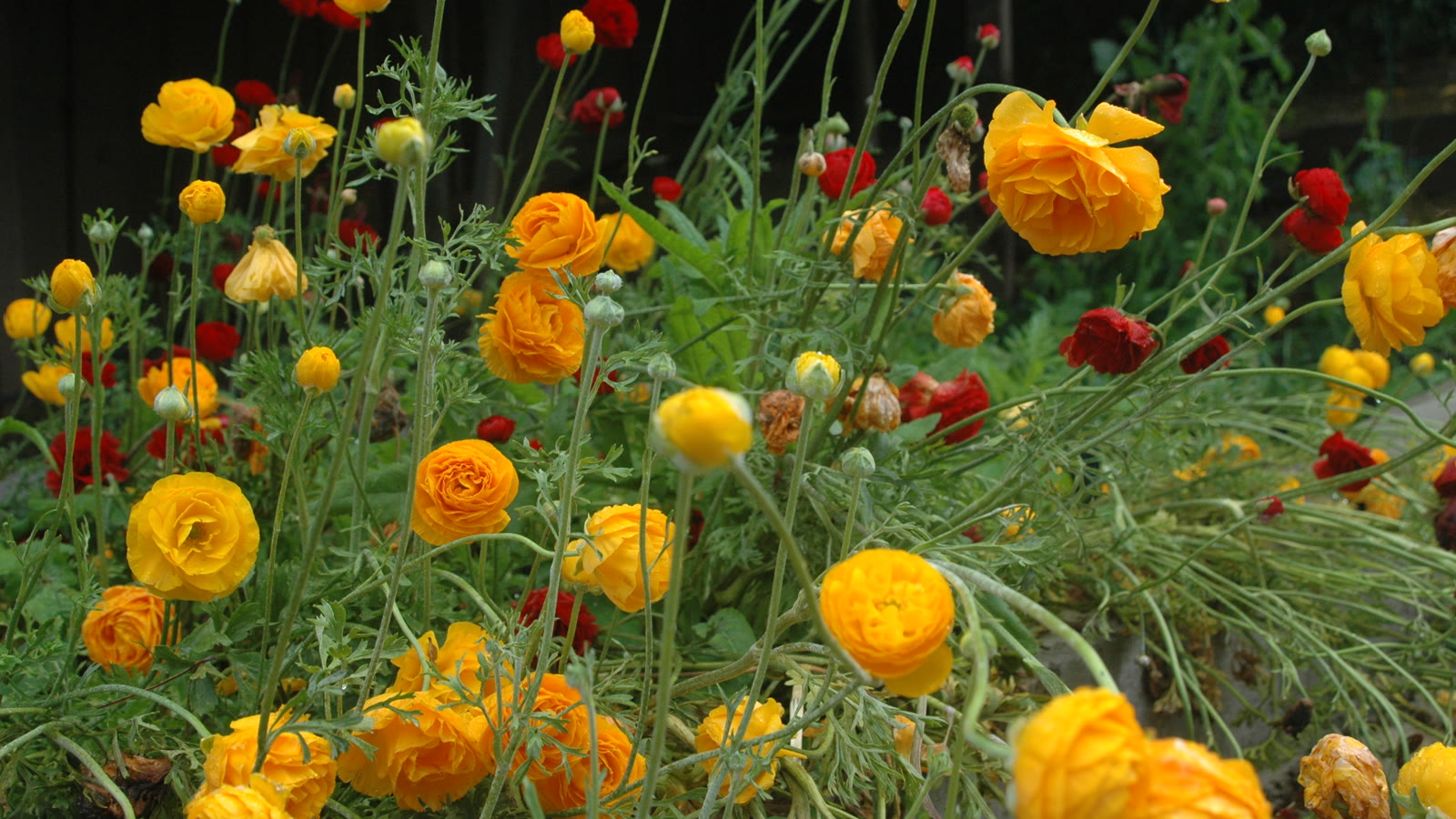 Orange, gule og røde ranunkler i blomst i et bed