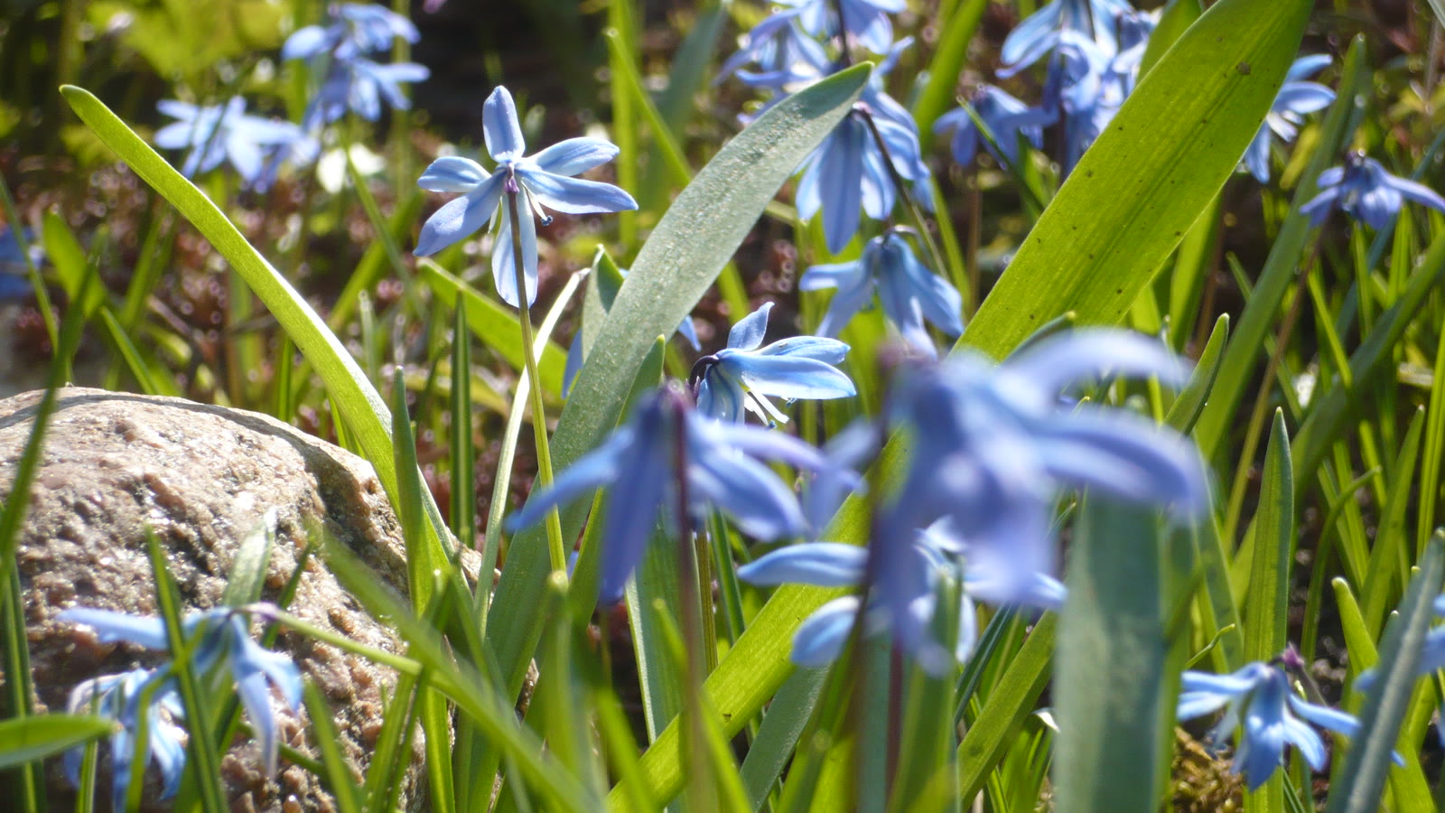 Blå russisk skilla i blomst mellem smalle grønne blade