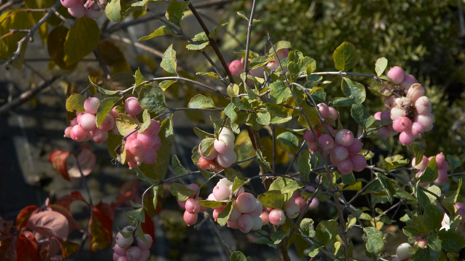 Snebær 'Mother of Pearl' med klaser af hvide bær med rosa kind