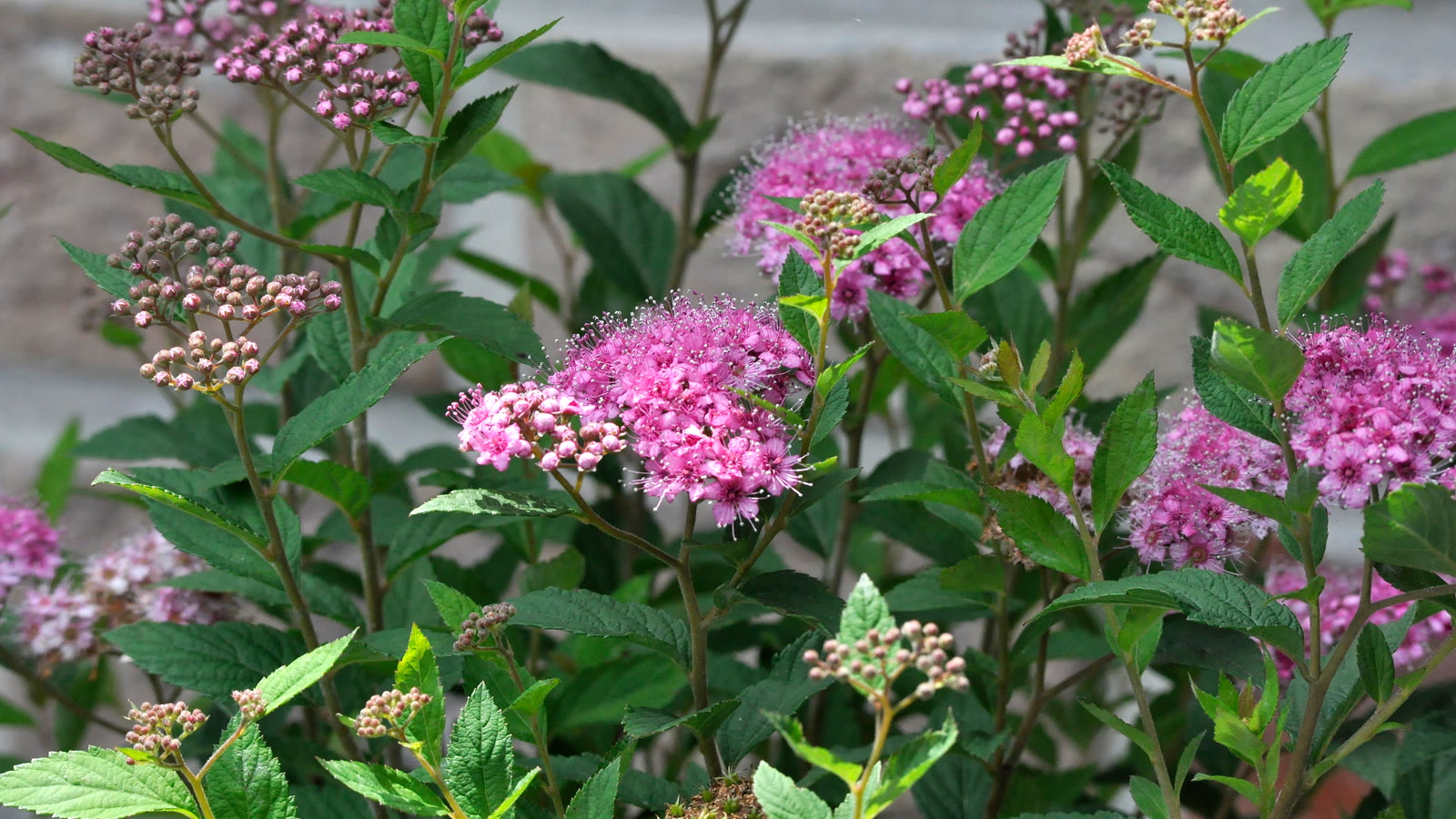 Japansk spiræa med flade, lyserøde blomsterskærme på årets skud