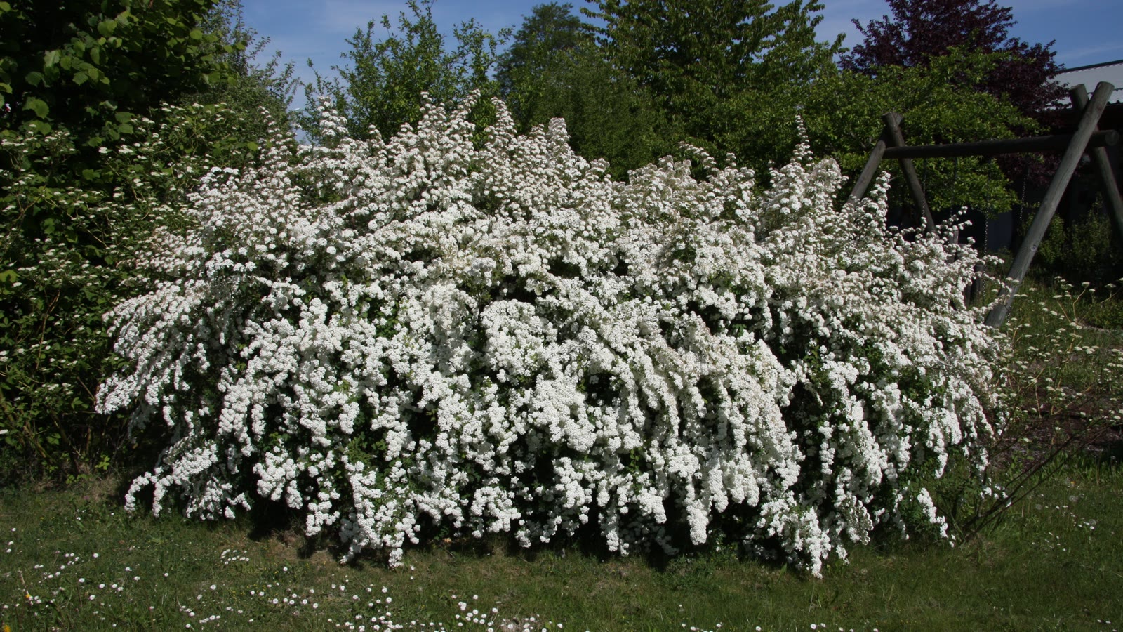 Stor buketspiræa i fuld hvid blomst på en græsplæne