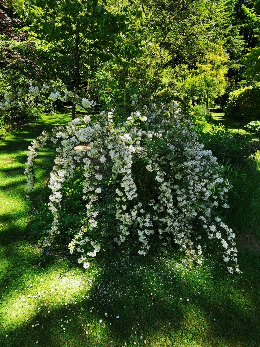 Blomstrende stjernetop med lange, overhængende grene fulde af hvide blomster på en plæne