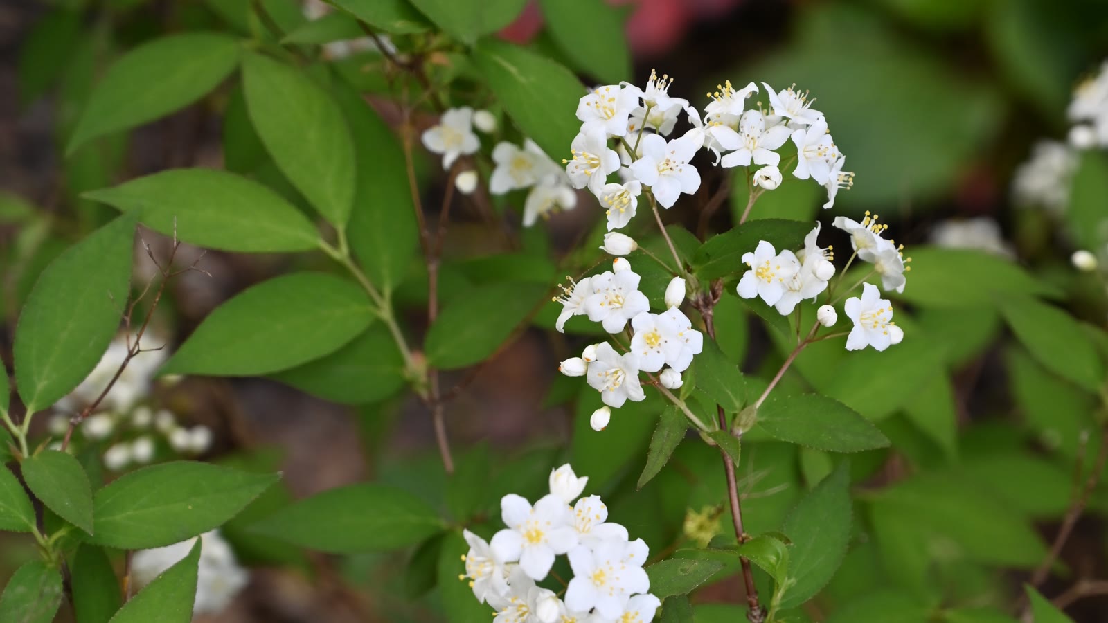 Lille stjernetop med klaser af hvide stjerneblomster mellem smalle blade