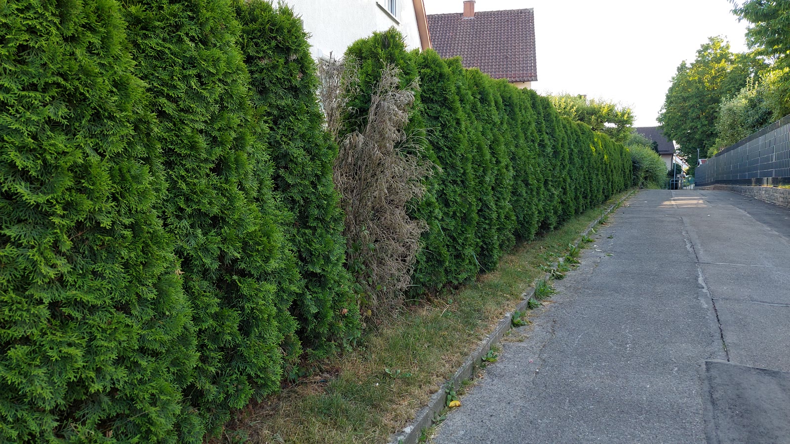 Høj thujahæk langs en vej med en død, brun plante midt i rækken