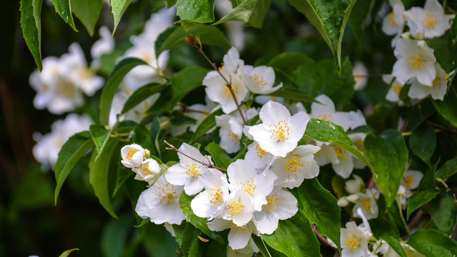 Nærbillede af uægte jasmins hvide blomster med fire kronblade og gule støvdragere